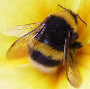 Meet your Posher, Trinity